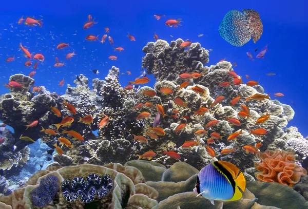 Escuela de Coral Goldfishes — Foto de Stock