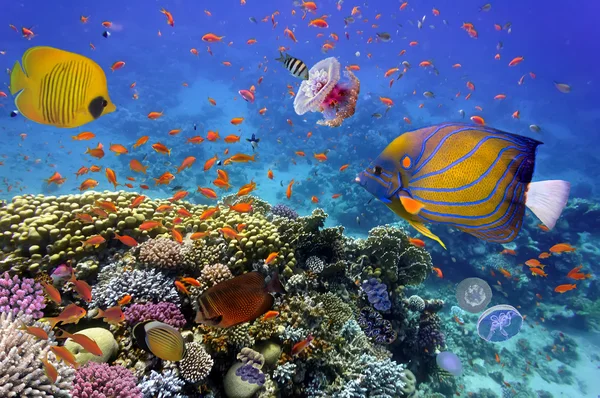 Recifes de coral e peixes tropicais no mar vermelho — Fotografia de Stock