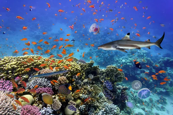 Coral Reef and Tropical Fish in the Red Sea — Stock Photo, Image