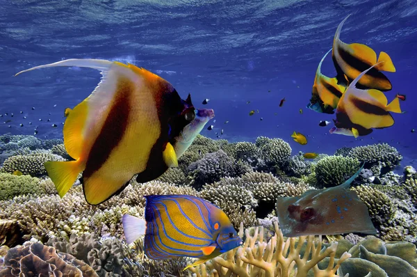 Poissons tropicaux et coraux durs en Mer Rouge, Egypte — Photo