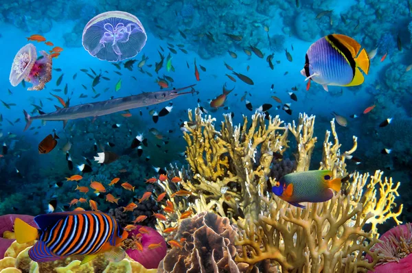 Imagen submarina con gran variedad de peces — Foto de Stock