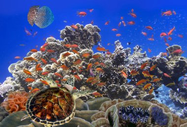 Mercan okul Goldfishes