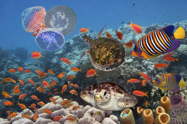 Барвистий кораловий риф з багатьма рибами і морською черепахою — стокове фото