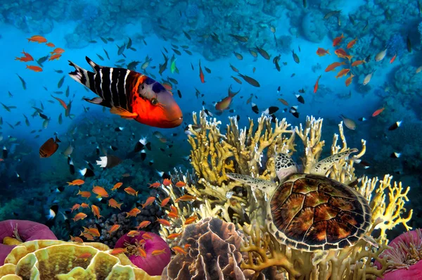Photo sous-marine avec une grande variété de poissons — Photo