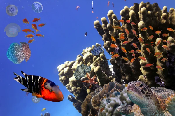 Coral Reef та тропічна риба iin Червоного моря, Єгипет — стокове фото