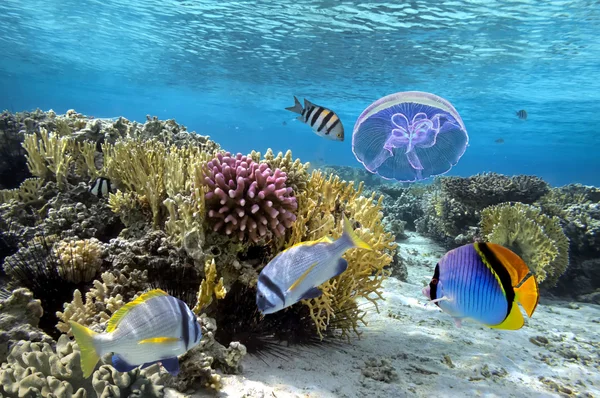 Peces tropicales y corales duros en el Mar Rojo — Foto de Stock