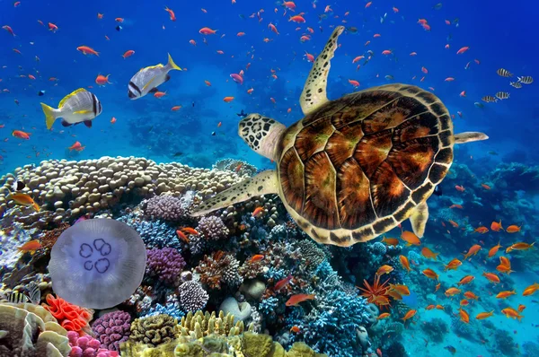 Récif corallien coloré avec de nombreux poissons et tortue de mer — Photo