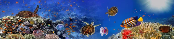 Underwater panorama with turtle, coral reef and fishes — Stock Photo, Image