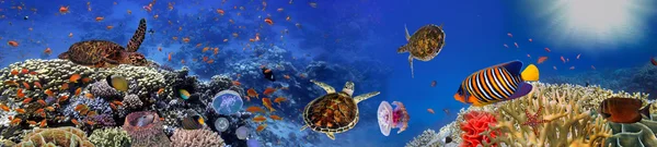 turtle, mercan ve balıklar ile sualtı panorama