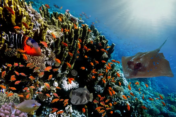 Ropical ψάρια κοραλλιογενών υφάλων: Ανθείας Lyretail στην Ερυθρά θάλασσα — Φωτογραφία Αρχείου