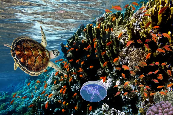 Anthias op het koraalrif, groothoek schot — Stockfoto