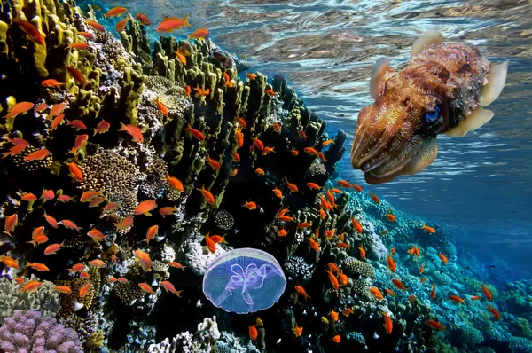 A korallzátony, széles szög lövés anthias — Stock Fotó
