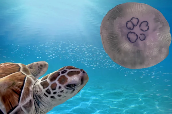 Turtle and  jellyfish — Stock Photo, Image