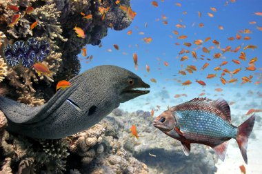 Kızıldeniz dev moray (Gymnothorax javanicus). Mısır