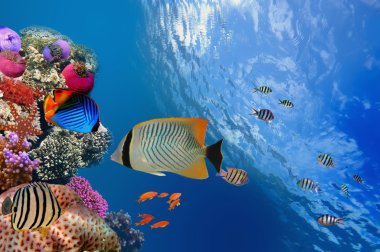 threadfin butterflyfish (chaetodon Arabacı), red sea, Mısır