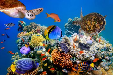 Mercan resifinde tropik bir balık ve kaplumbağa fotoğrafı.