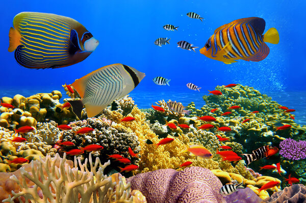 Photo of a coral colony on a reef