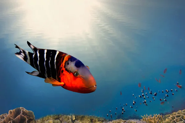 Boomtail wrasse (Cheilinus lunulatus) riutan taustalla — kuvapankkivalokuva