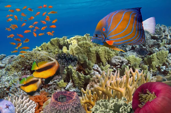 Pesci tropicali e coralli duri nel Mar Rosso — Foto Stock