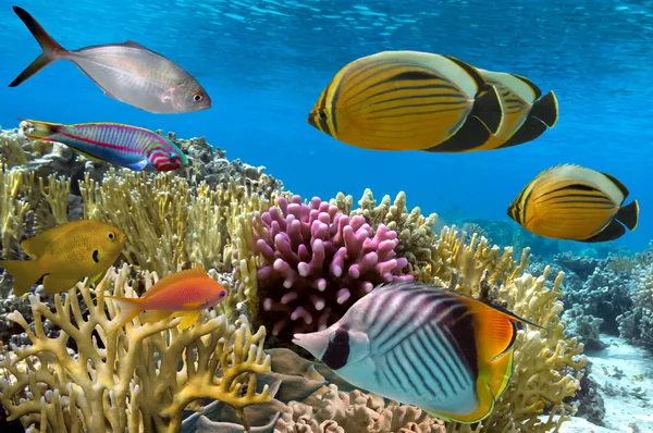 Recife de coral com corais macios e duros com peixes exóticos — Fotografia de Stock