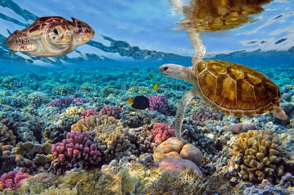 Grüne Schildkröte schwimmt im blauen Ozean — Stockfoto