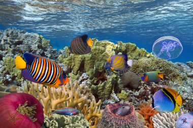 Coral reef with soft and hard corals clipart