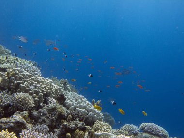 Kızıl Deniz 'in yaşayan mercanları