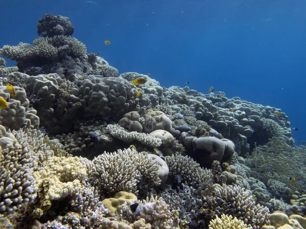 Levende Koraller Det Røde Hav Stock-billede