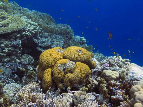 Levende Koraller Det Røde Hav Royaltyfrie stock-fotos