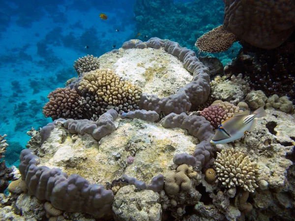 Барвистий Кораловий Риф Твердими Коралами Дні Червоного Моря — стокове фото
