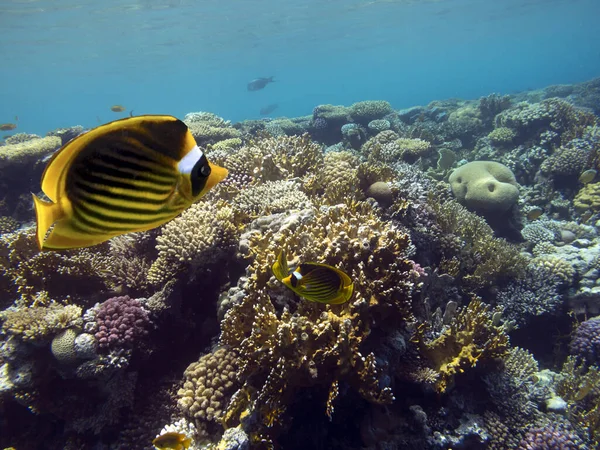 Raccoon Butterflyfish Chaetodon Fasciatus Red Sea — Stock Photo, Image