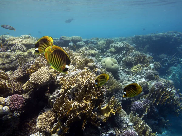 Μπακαλιάρος Του Είδους Raccoon Butterflyfish Ερυθρά Θάλασσα — Φωτογραφία Αρχείου