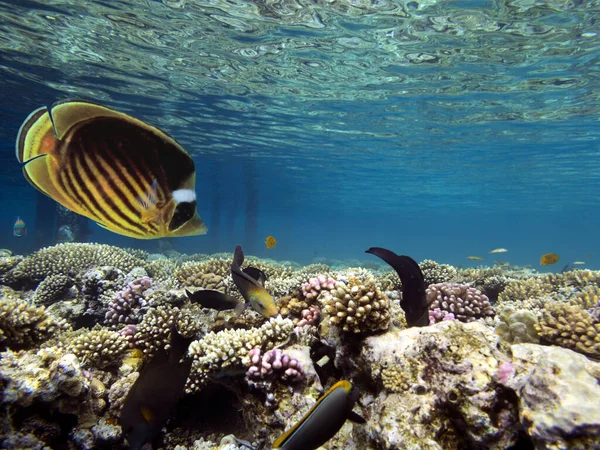 Raccoon Butterflyfish Chatodon Fasciatus Червоне Море — стокове фото