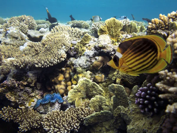 Guaxinim Butterflyfish Chaetodon Fasciatus Mar Vermelho — Fotografia de Stock