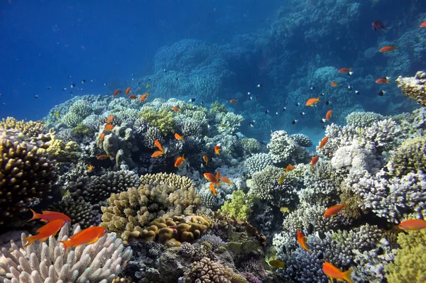 Colorido Arrecife Coral Con Corales Duros Fondo Del Mar Rojo — Foto de Stock