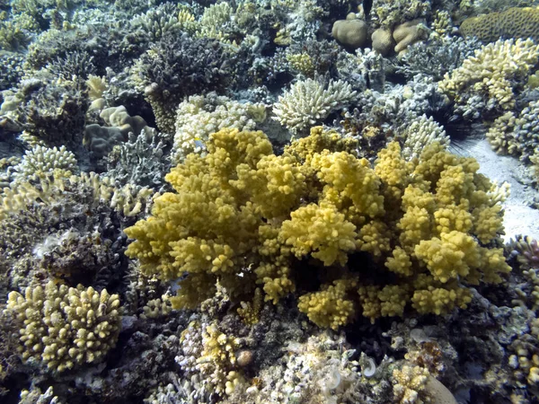Kızıl Deniz Sert Yumuşak Mercan Topluluğu Yapıları — Stok fotoğraf