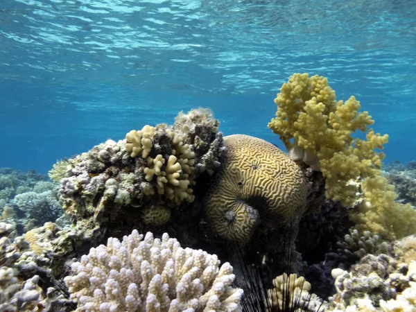 Estructuras Comunitarias Coral Duro Blando Del Mar Rojo — Foto de Stock