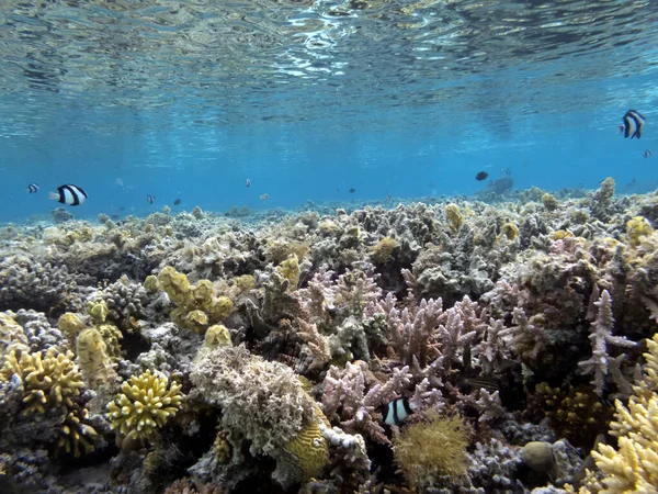 Onderwater Koraalrif Achtergrond Rode Zee — Stockfoto