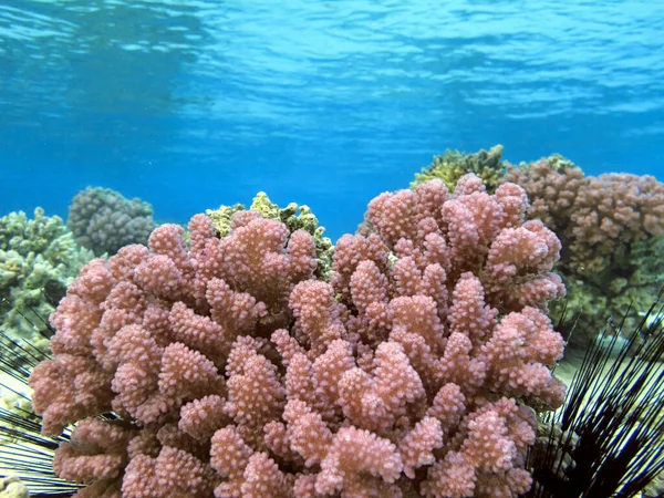 Undervattens Korallrev Bakgrund Röda Havet — Stockfoto