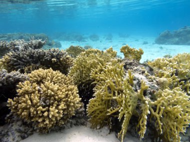 Su altı mercan resifi arka planı. Kızıl Deniz