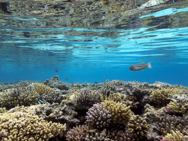 Onderwater Koraalrif Achtergrond Rode Zee — Stockfoto