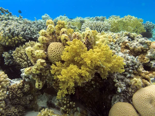 Υπόγεια Κοραλλιογενή Ύφαλο Ερυθρά Θάλασσα Εικόνα Αρχείου