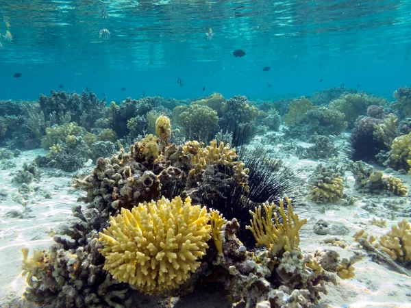 Onderwater Koraalrif Achtergrond Zee Egel — Stockfoto