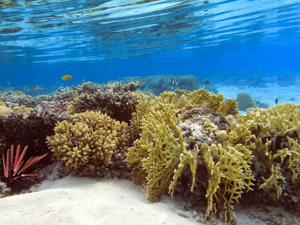 Onderwater Koraalrif Achtergrond Zee Egel — Stockfoto