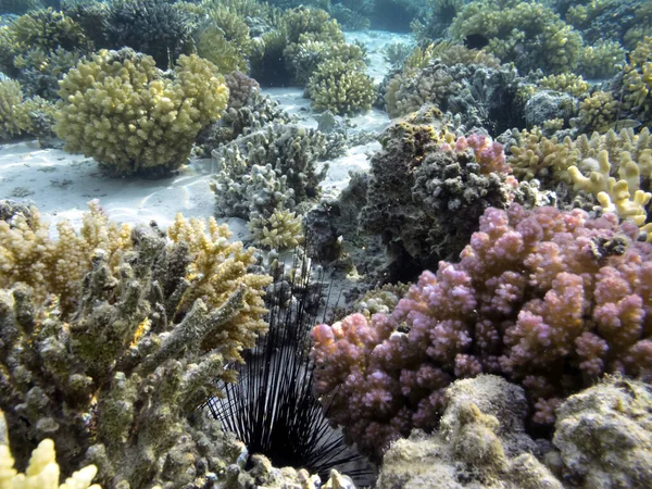 Твердий Який Кораловий Риф Фон Морський Урчин — стокове фото