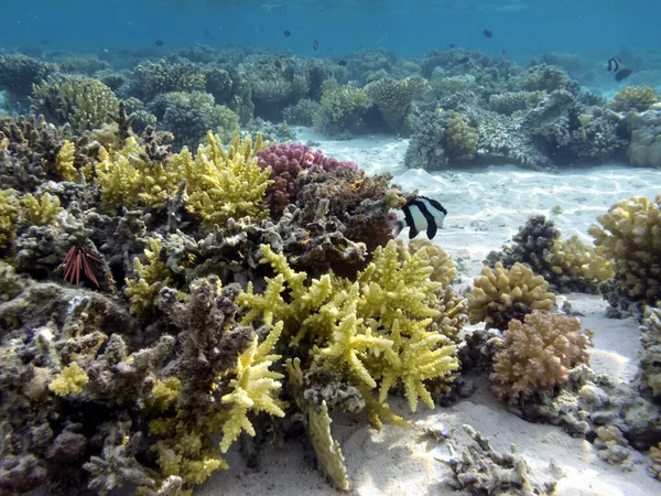 Hard Soft Coral Reef Background Sea Urchin — Stock Photo, Image