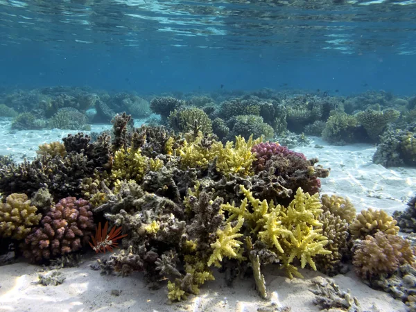 단단하고 부드러운 산호초의 배경과 — 스톡 사진