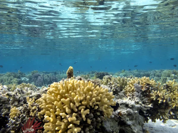 Hard Zacht Koraalrif Achtergrond Zee Egel — Stockfoto