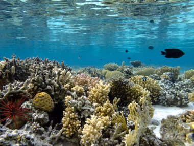 Su altı mercan resifi arka planı ve deniz kestanesi