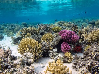 Su altı mercan resifi arka planı ve deniz kestanesi